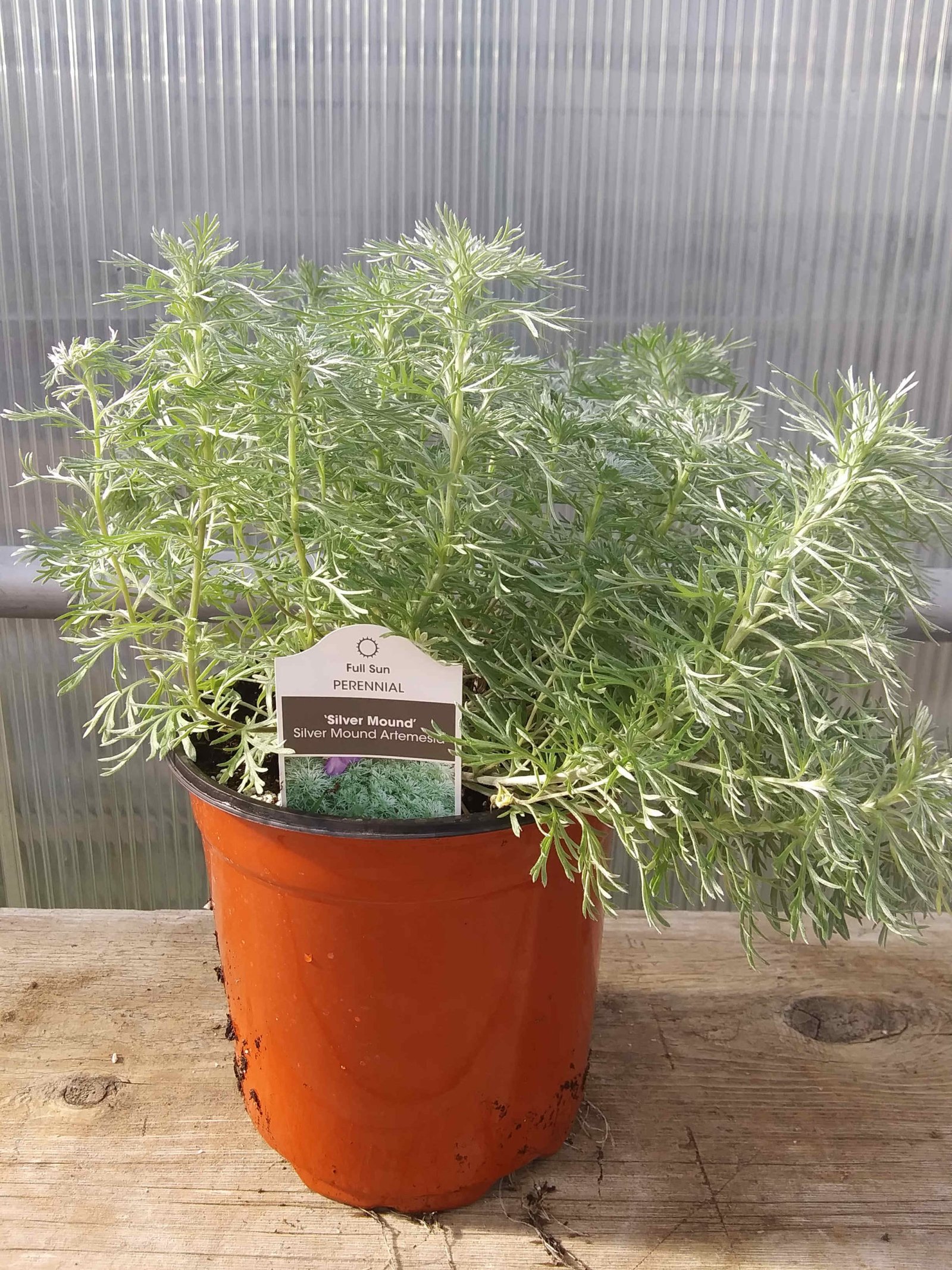 Artemisia schmidtiana ‘Silver Mound’ – Rudolph Galley & Sons Greenhouses