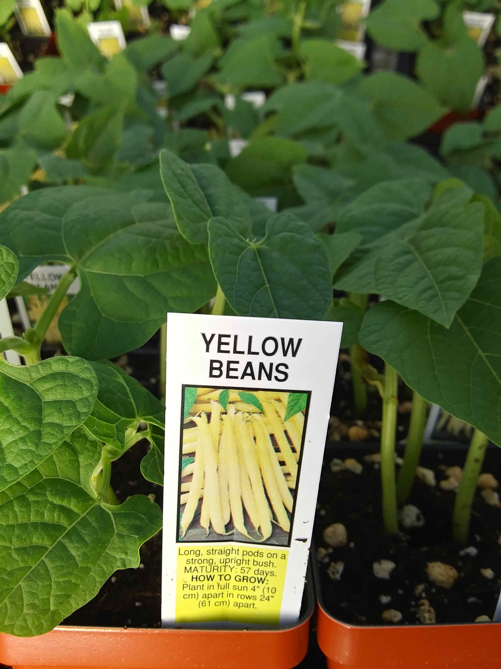 Beans Yellow – Rudolph Galley & Sons Greenhouses