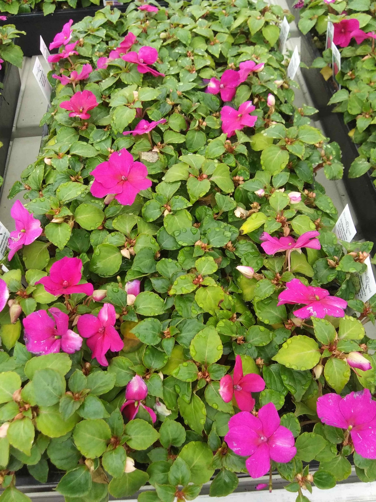 sunpatiens-1-qt-compact-purple-sunpatiens-impatiens-outdoor-annual