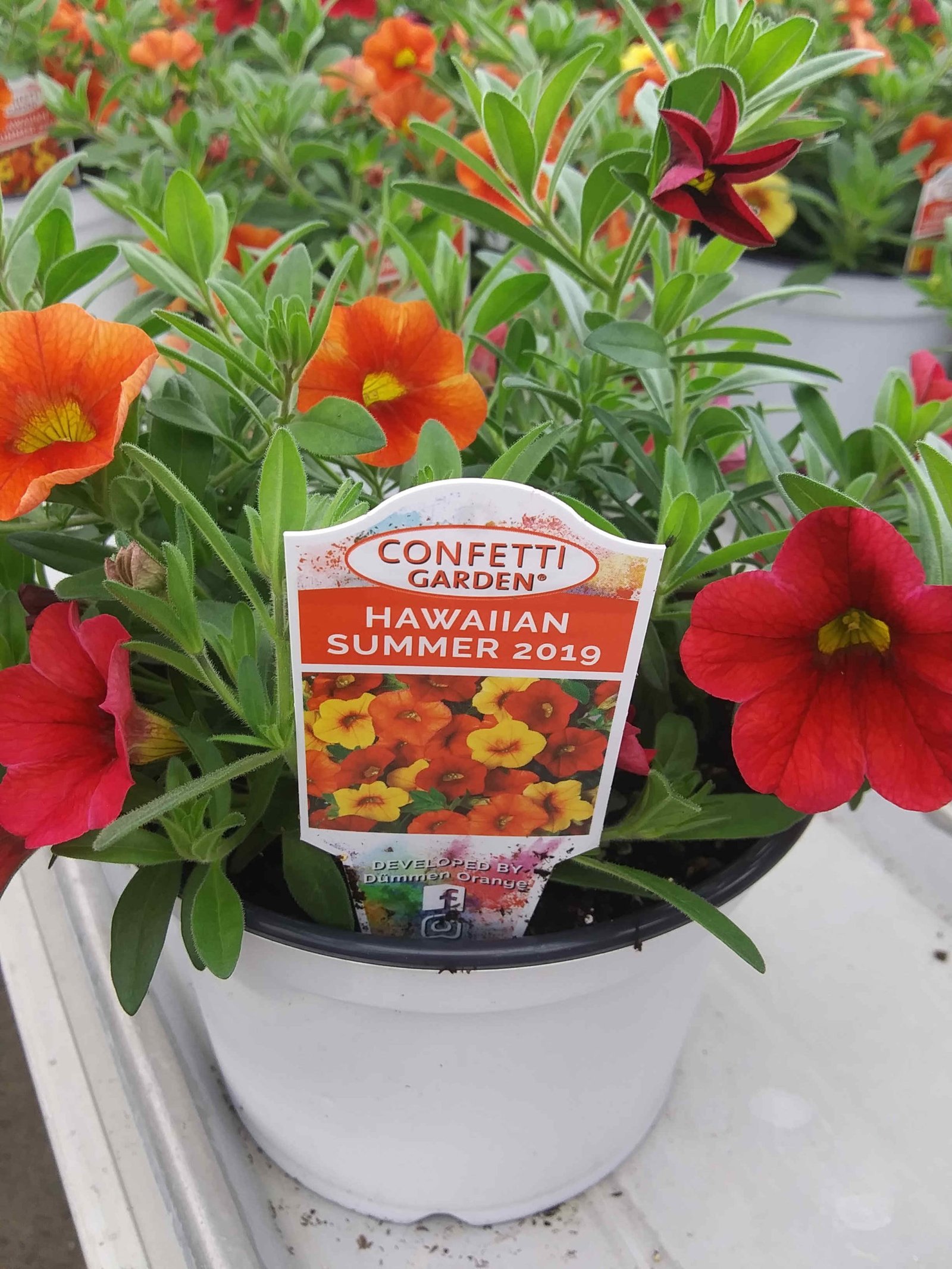 6″ Combination Pots ‘Hawaiian Summer 2019’ – Rudolph Galley & Sons