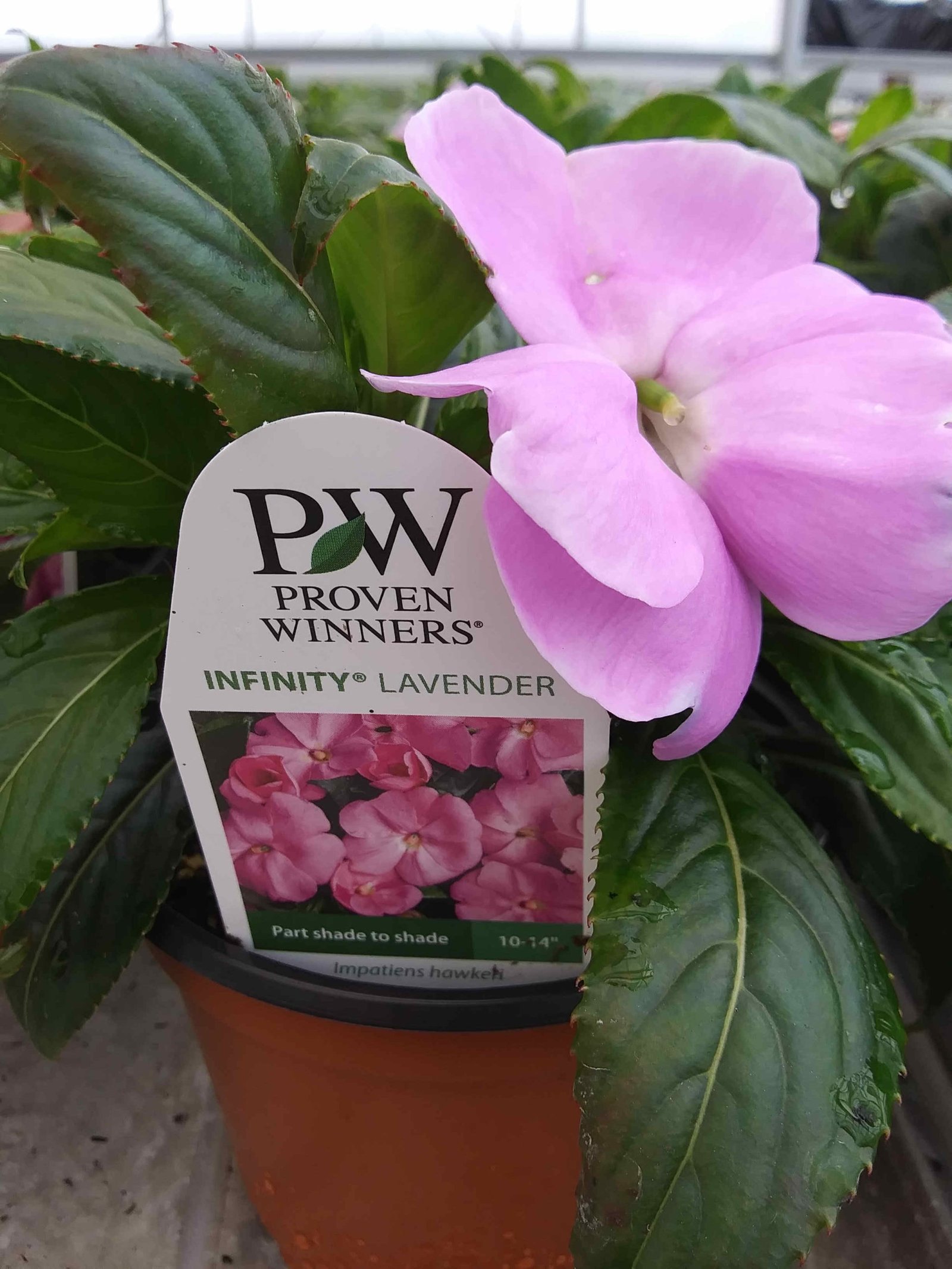 5″ New Guinea Impatiens 'Lavender' - Rudolph Galley & Sons ...