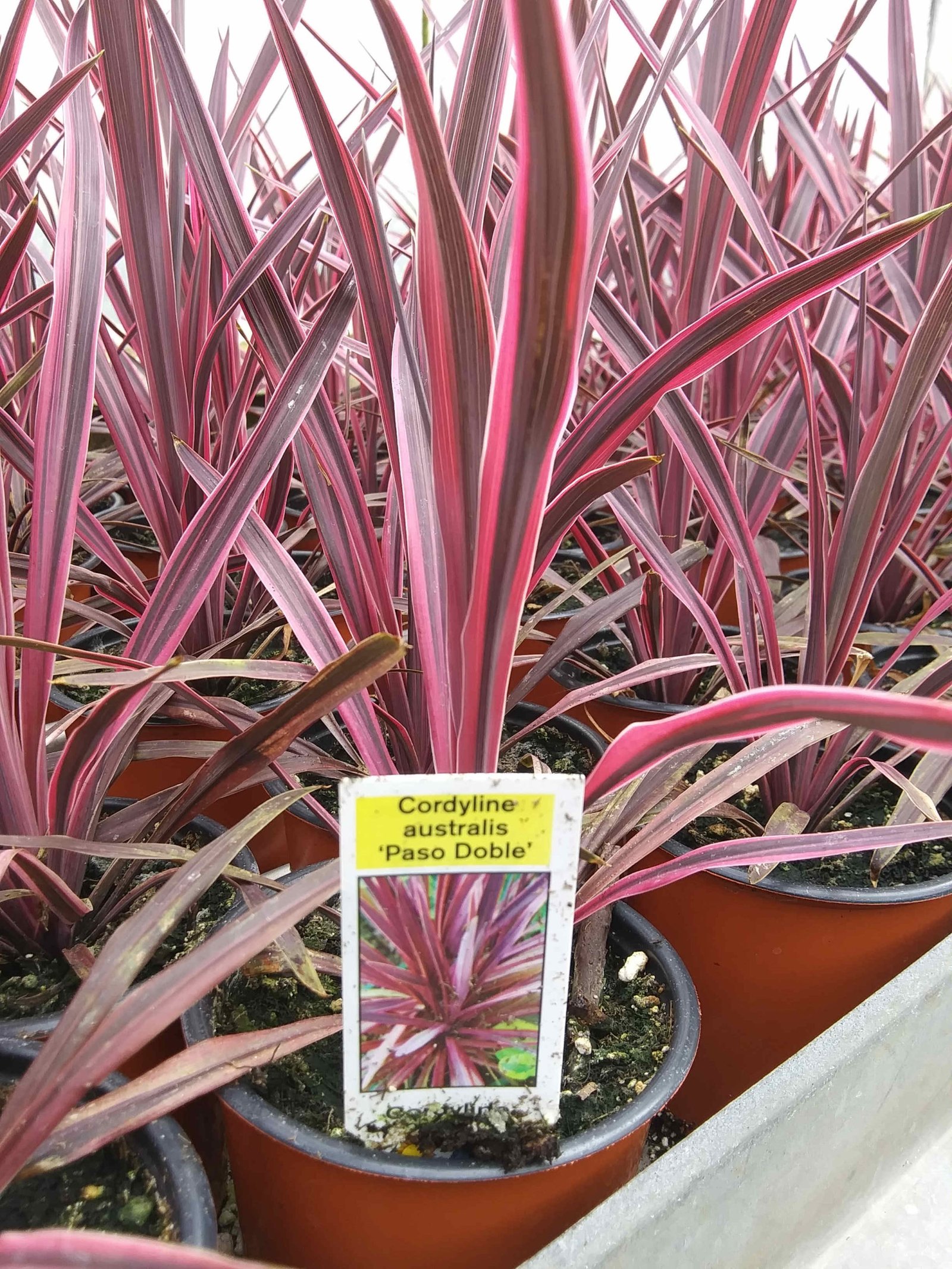 3.5″ Spike ‘Paso Doble’ – Rudolph Galley & Sons Greenhouses