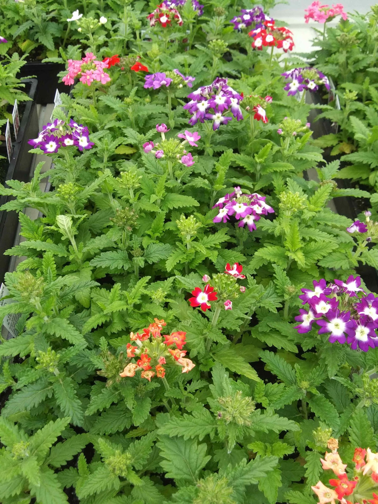 verbena-obsession-mix-rudolph-galley-sons-greenhouses